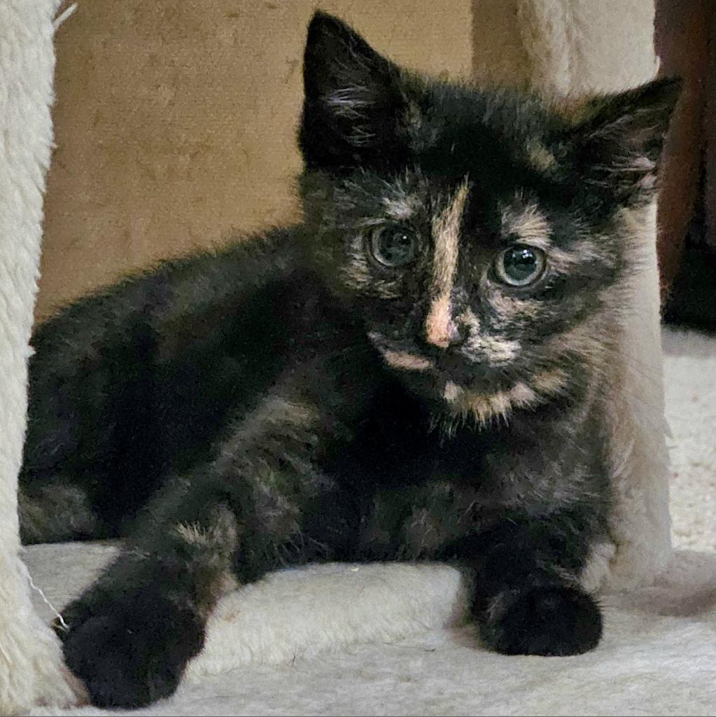 Angela, Adoptable, Adult Female Domestic Short Hair.