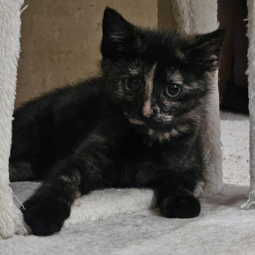 Enlarge Angela, a Adoptable Domestic Short Hair in Winchester, VA image 2/6