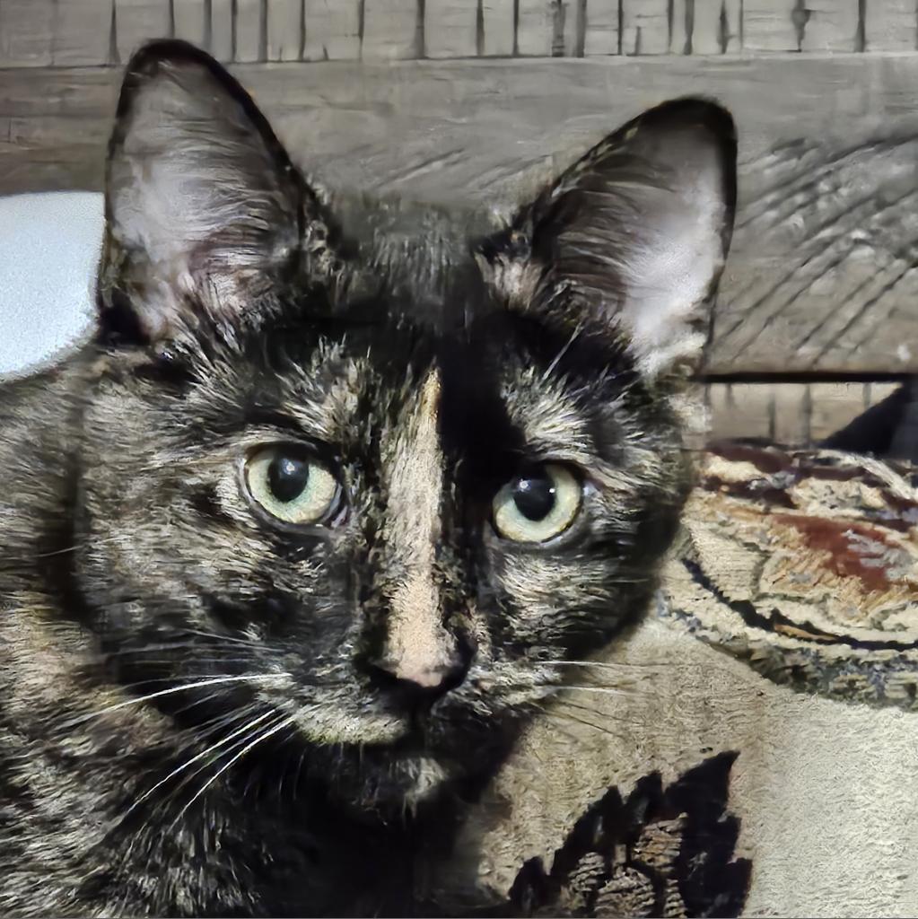 Enlarge Angela, a Adoptable Domestic Short Hair in Winchester, VA image 3/6