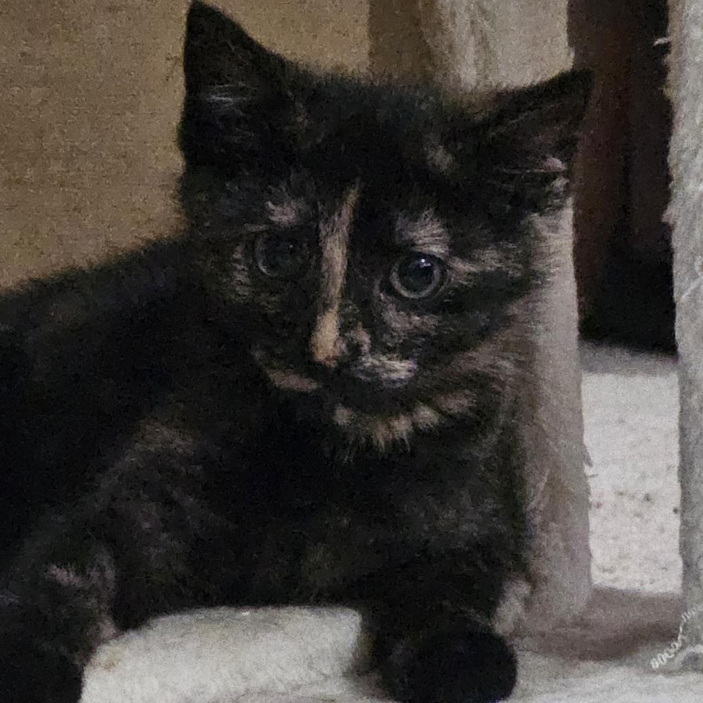 Enlarge Angela, a Adoptable Domestic Short Hair in Winchester, VA image 5/6