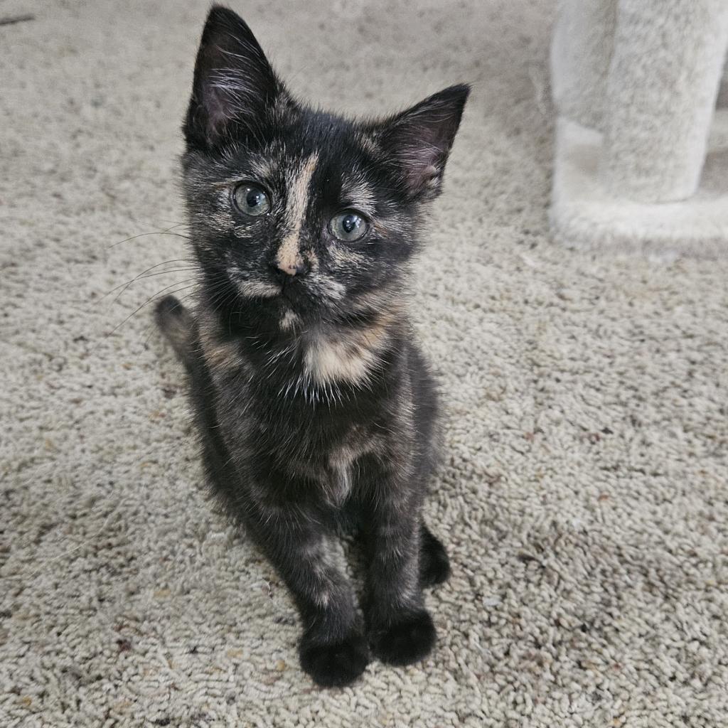 Enlarge Angela, a Adoptable Domestic Short Hair in Winchester, VA image 6/6