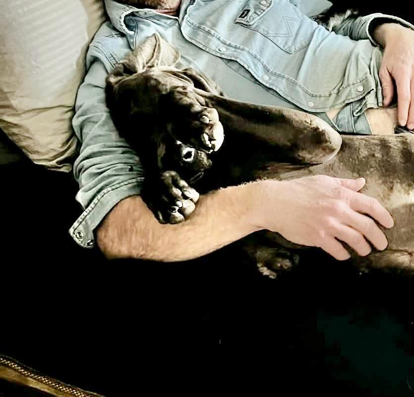 Andy, a Adoptable Weimaraner in Bensalem, PA image 4/6