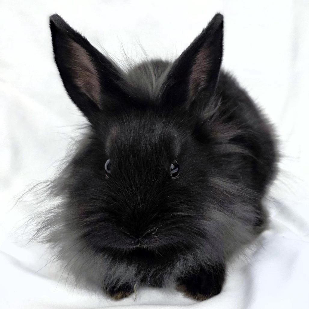 Merri, Adoptable, Baby Male Lionhead.