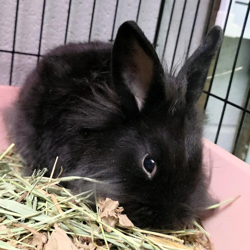 Enlarge Merri, a Adoptable Lionhead in Michigan City, IN image 2/6