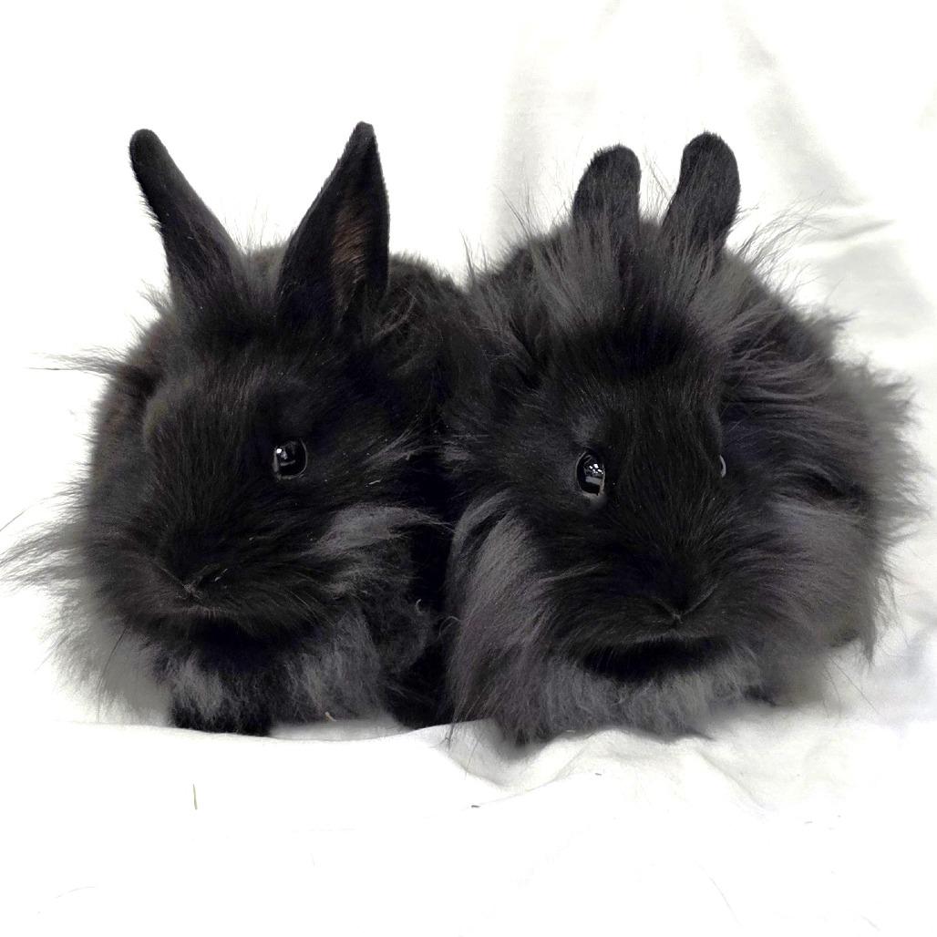 Enlarge Merri, a Adoptable Lionhead in Michigan City, IN image 3/6