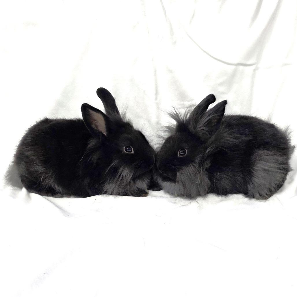 Enlarge Merri, a Adoptable Lionhead in Michigan City, IN image 4/6