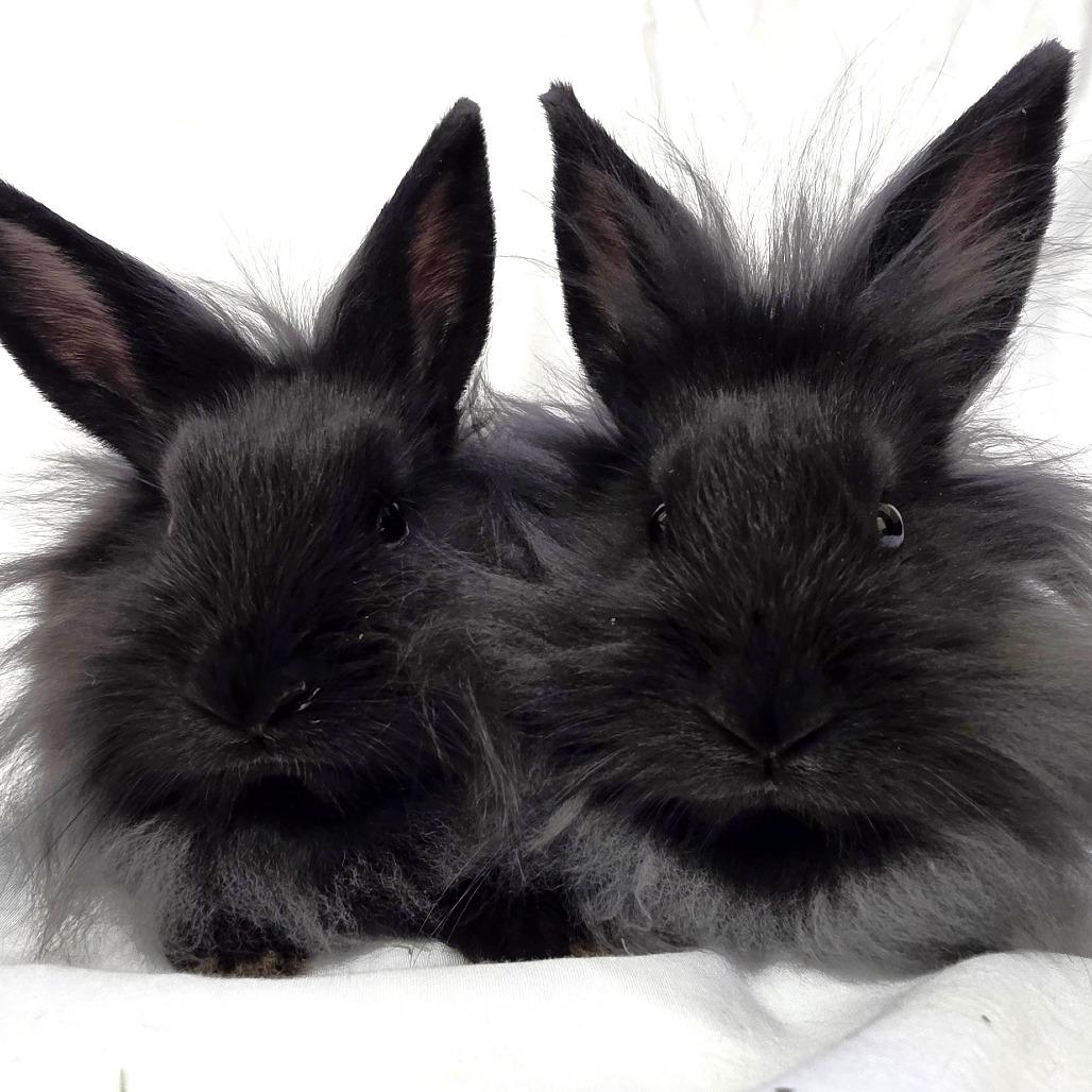 Enlarge Merri, a Adoptable Lionhead in Michigan City, IN image 5/6