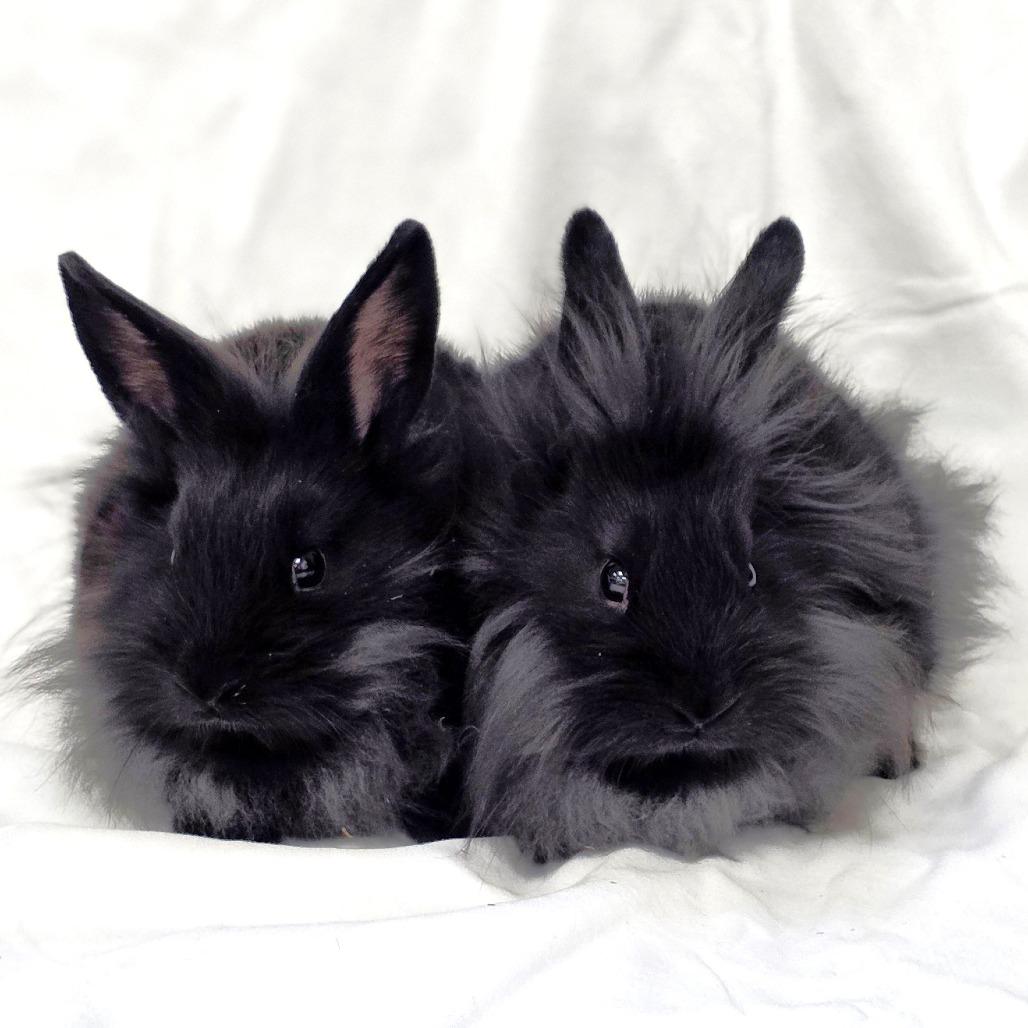 Enlarge Merri, a Adoptable Lionhead in Michigan City, IN image 6/6