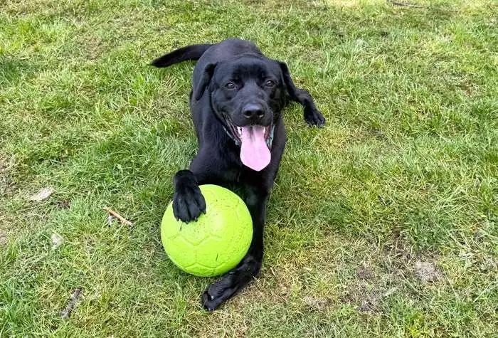 Enlarge Levi, a Adoptable Black Labrador Retriever in Coupeville, WA image 1/3