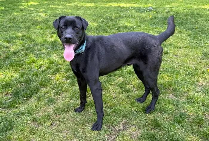 Enlarge Levi, a Adoptable Black Labrador Retriever in Coupeville, WA image 2/3