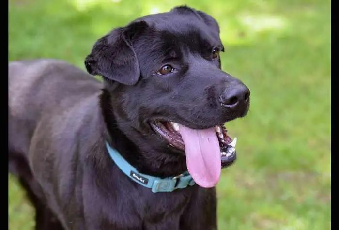Enlarge Levi, a Adoptable Black Labrador Retriever in Coupeville, WA image 3/3