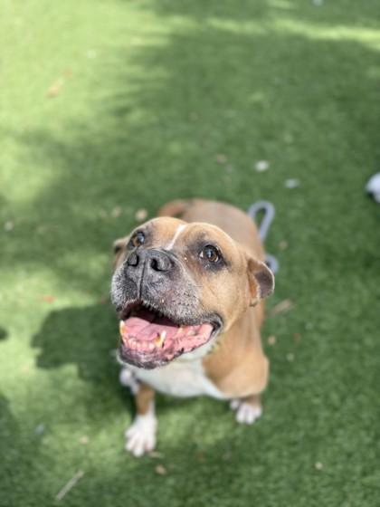 Enlarge S/C Mike, a Adoptable mixed breed in North Miami Beach, FL image 1/3