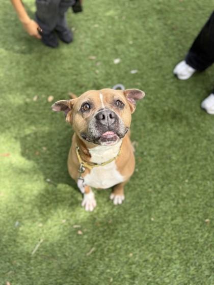 Enlarge S/C Mike, a Adoptable mixed breed in North Miami Beach, FL image 2/3