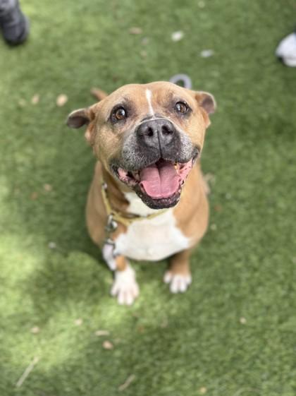 Enlarge S/C Mike, a Adoptable mixed breed in North Miami Beach, FL image 3/3