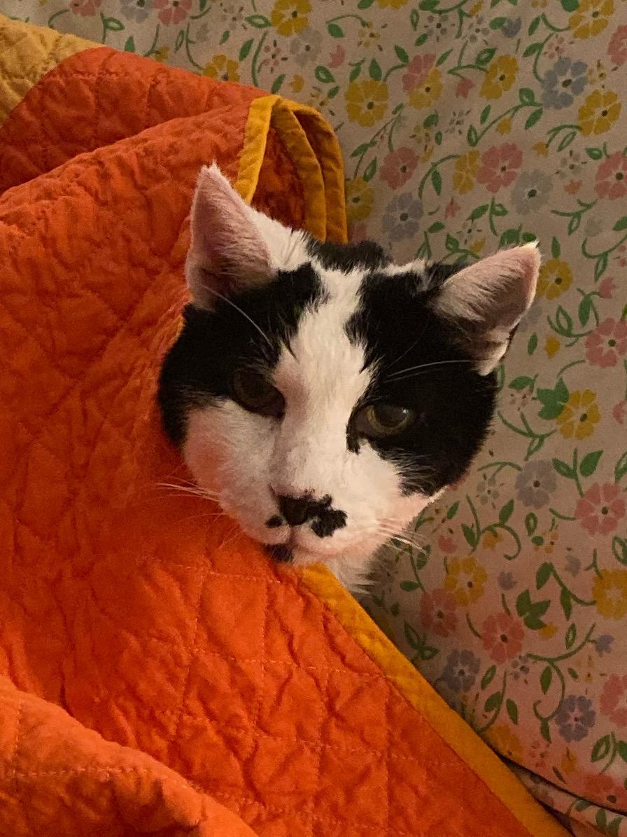 Charlie, Adoptable, Senior Male Domestic Short Hair.