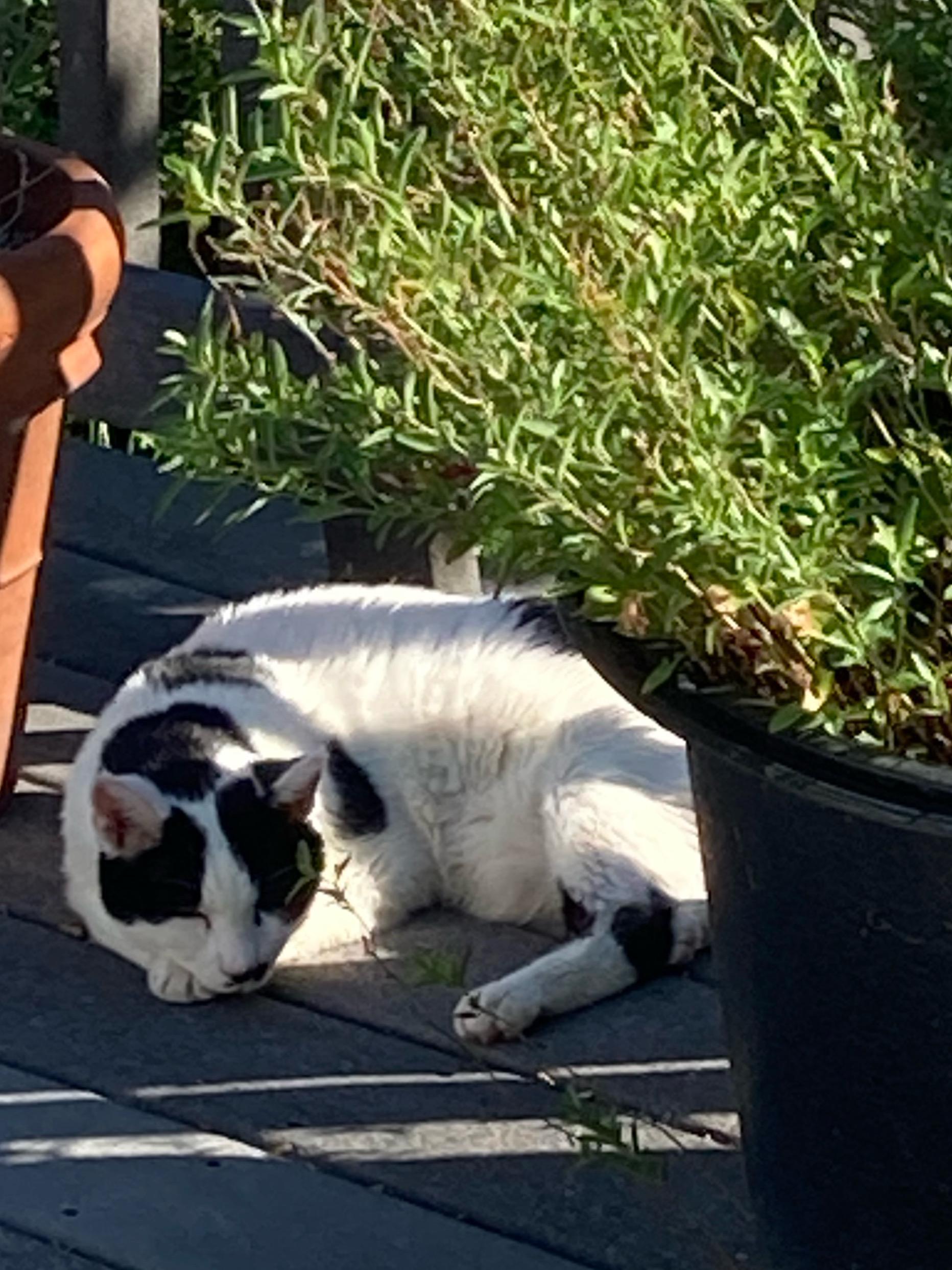 Charlie, a Adoptable Domestic Short Hair in Nashville, TN image 2/2