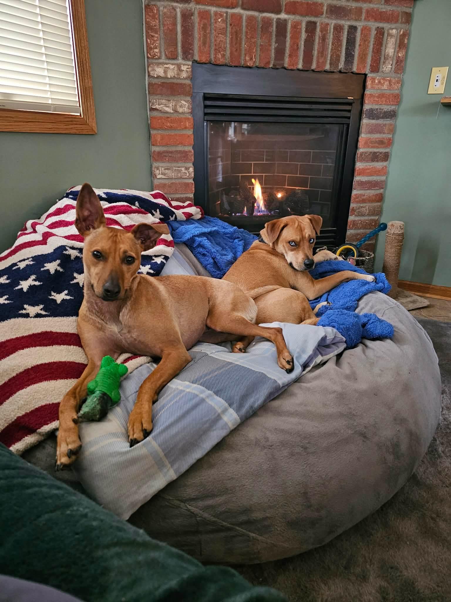 Enlarge Lelu & Korbin: best friends since 2021, a Adoptable mixed breed in Blairstown , NJ image 3/6