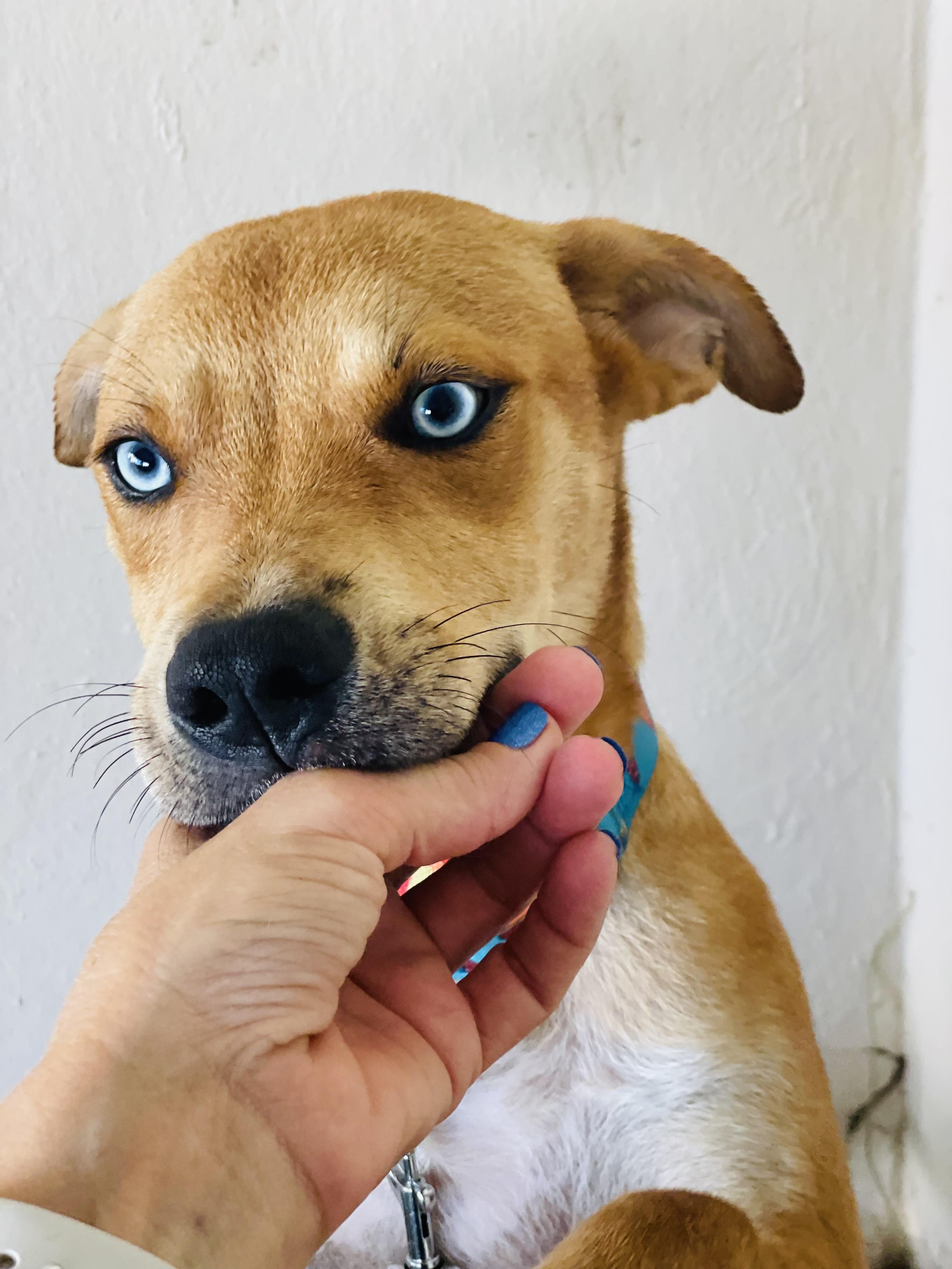Enlarge Lelu & Korbin: best friends since 2021, a Adoptable mixed breed in Blairstown , NJ image 6/6