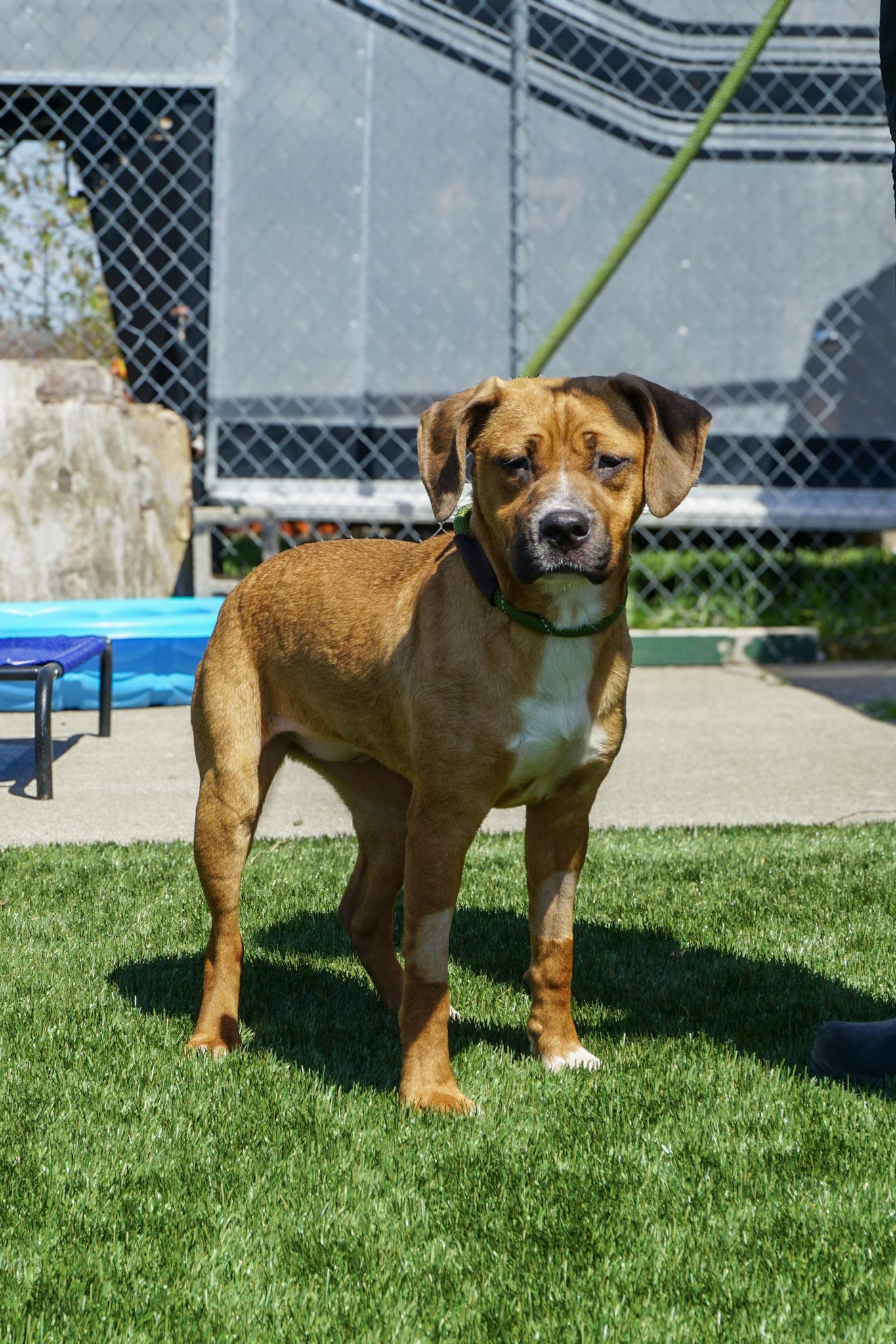 Enlarge Parka, a Adopted mixed breed in Elmira, NY image 1/2