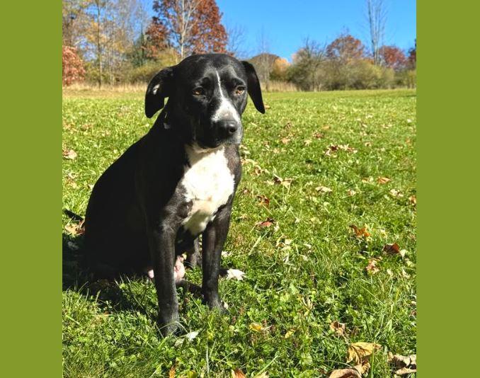 Rhea, Adopted, Adult Female Black Labrador Retriever & Mixed Breed.