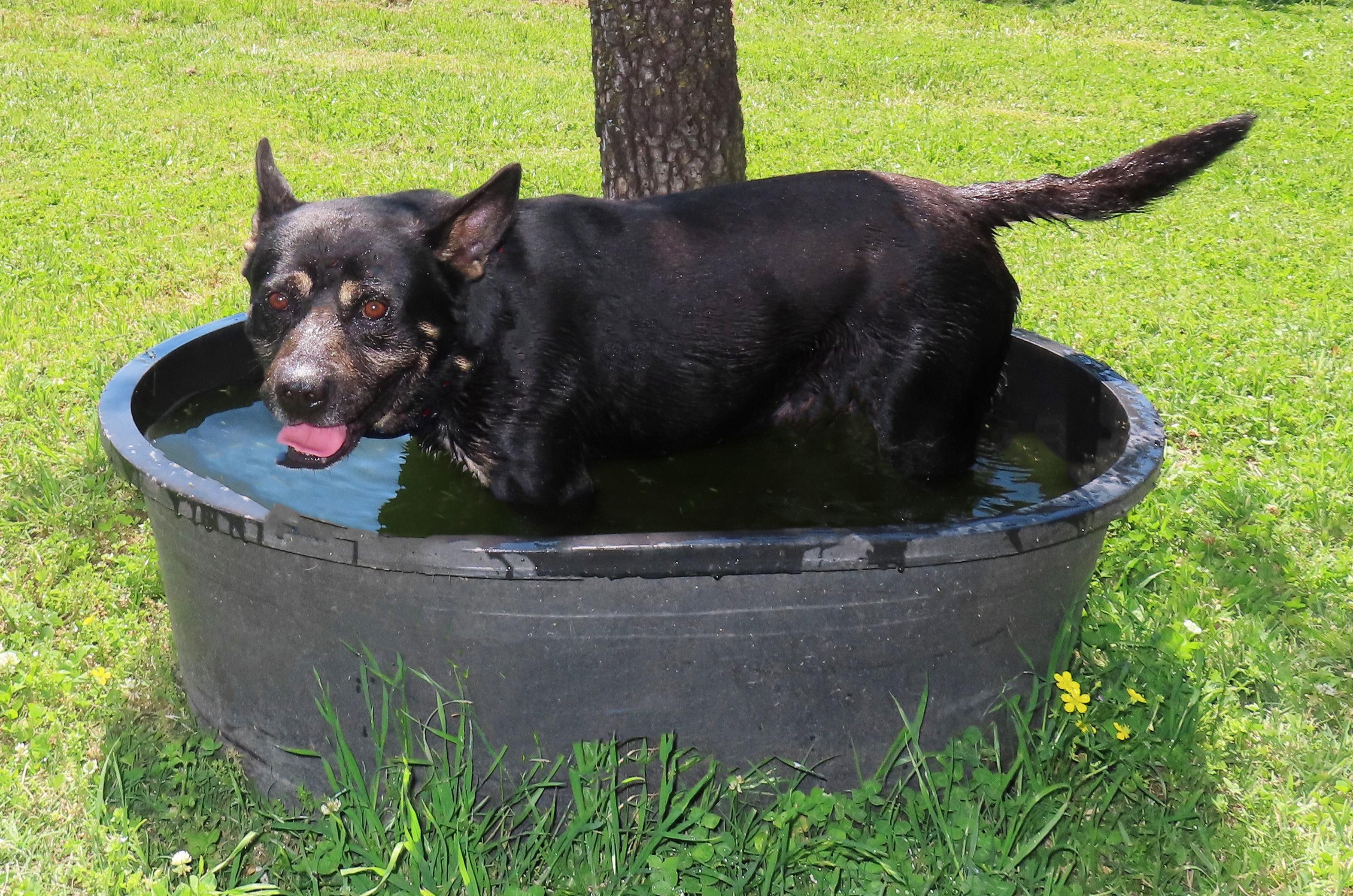 Enlarge Sam Spade 26C-68, a ADOPTABLE mixed breed in Rogers, AR image 4/5