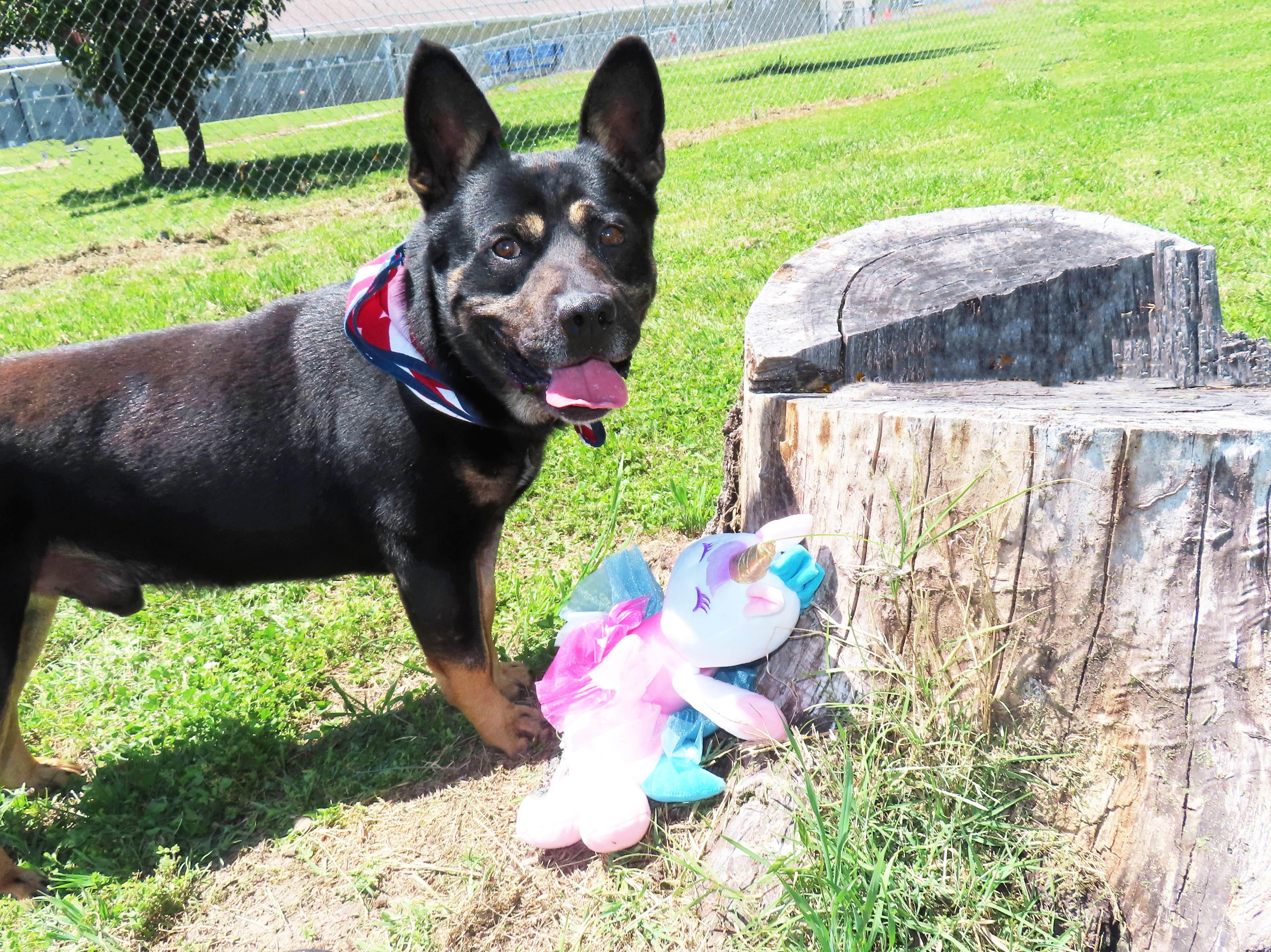Enlarge Sam Spade 26C-68, a ADOPTABLE mixed breed in Rogers, AR image 3/5