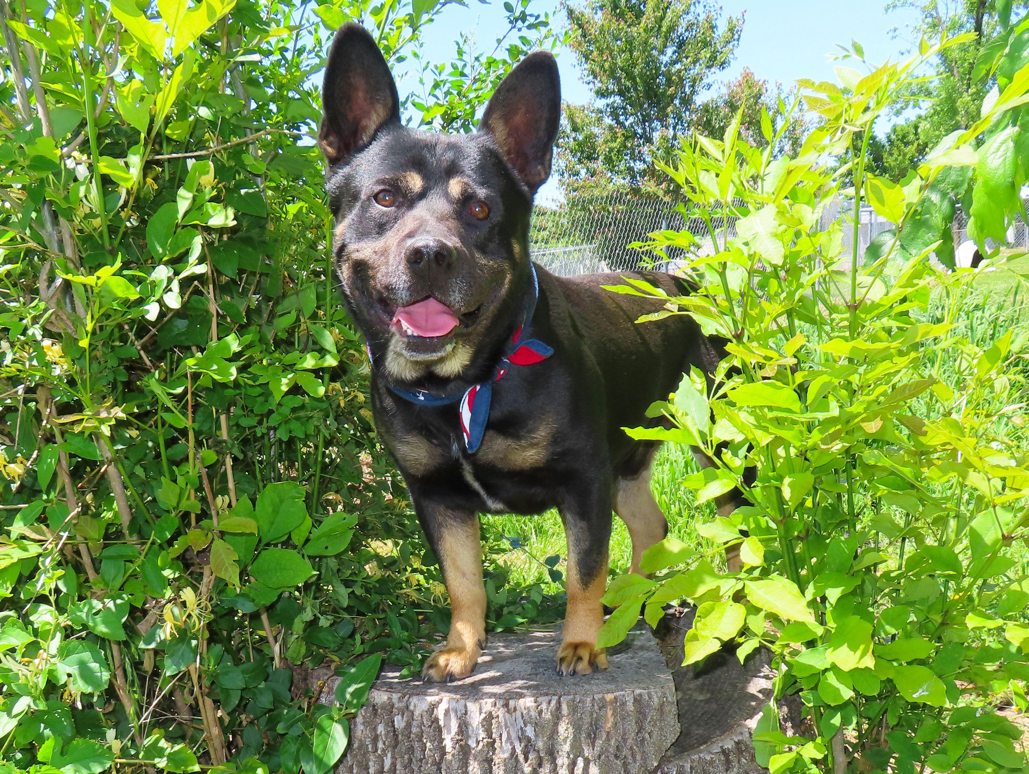 Enlarge Sam Spade 26C-68, a ADOPTABLE mixed breed in Rogers, AR image 2/5
