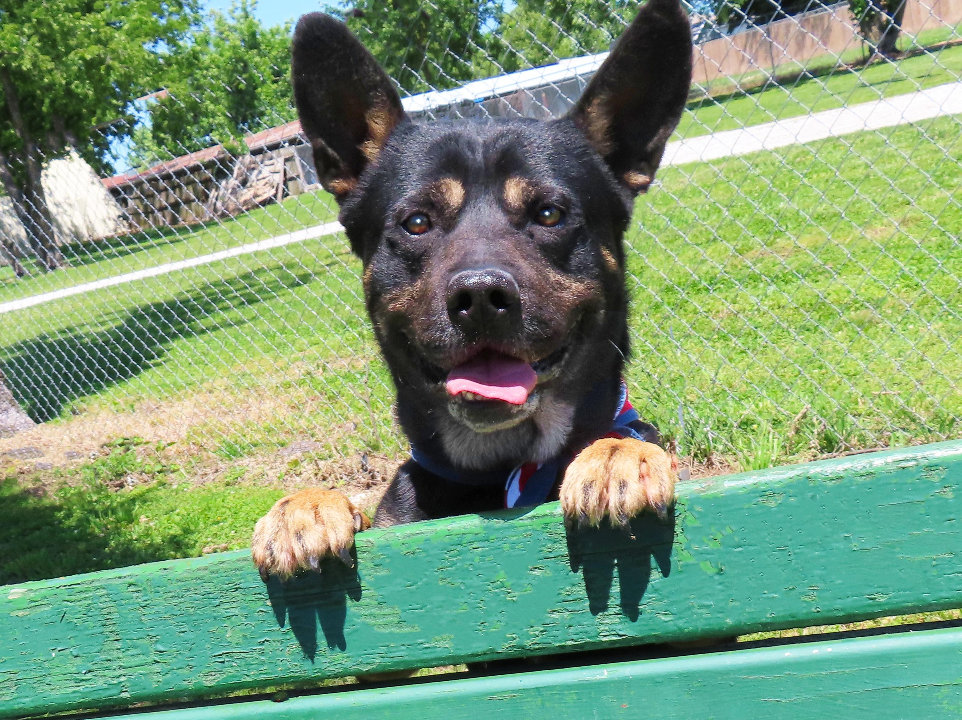 Sam Spade 26C-68, ADOPTABLE, Young Male Australian Kelpie & French Bulldog.