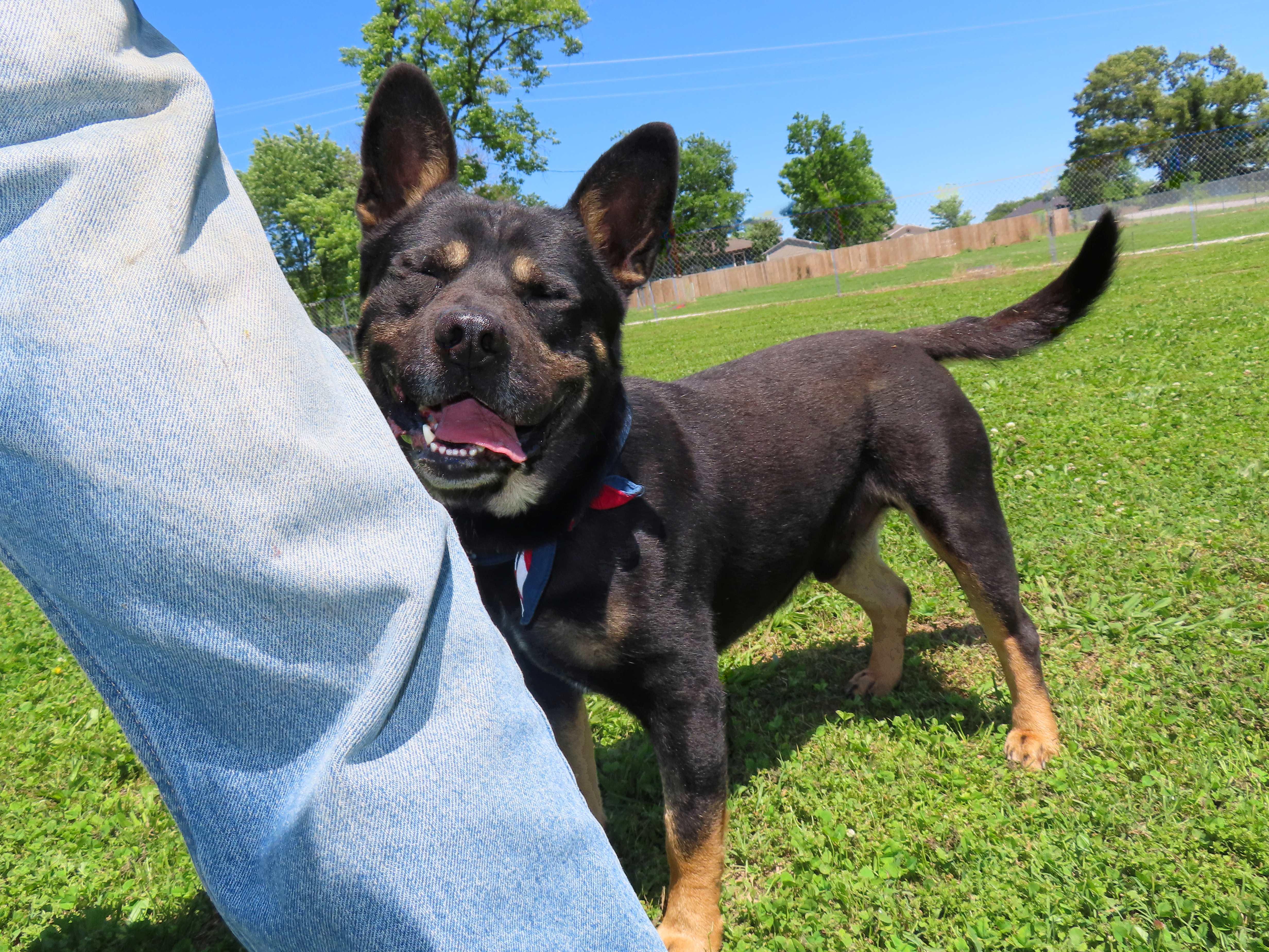 Enlarge Sam Spade 26C-68, a ADOPTABLE mixed breed in Rogers, AR image 5/5