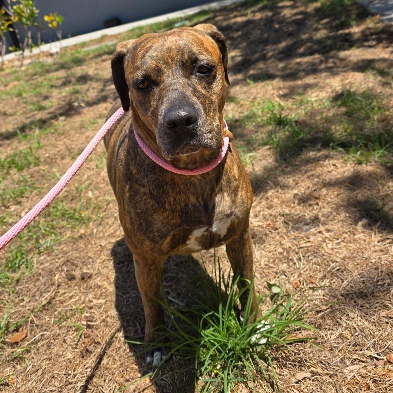 Coco, a Adoptable mixed breed in Clearwater, FL image 1/6