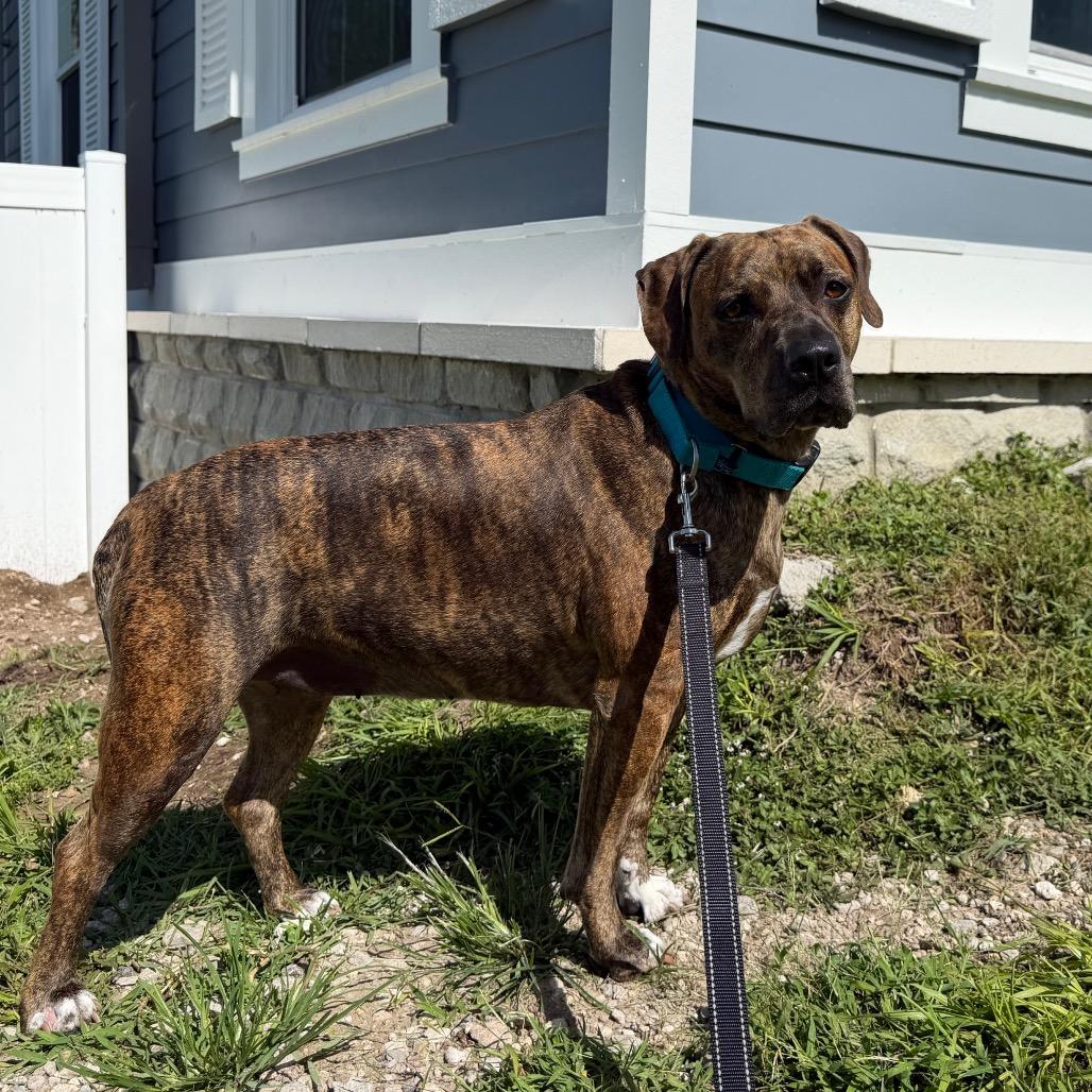 Coco, a Adoptable mixed breed in Clearwater, FL image 2/6