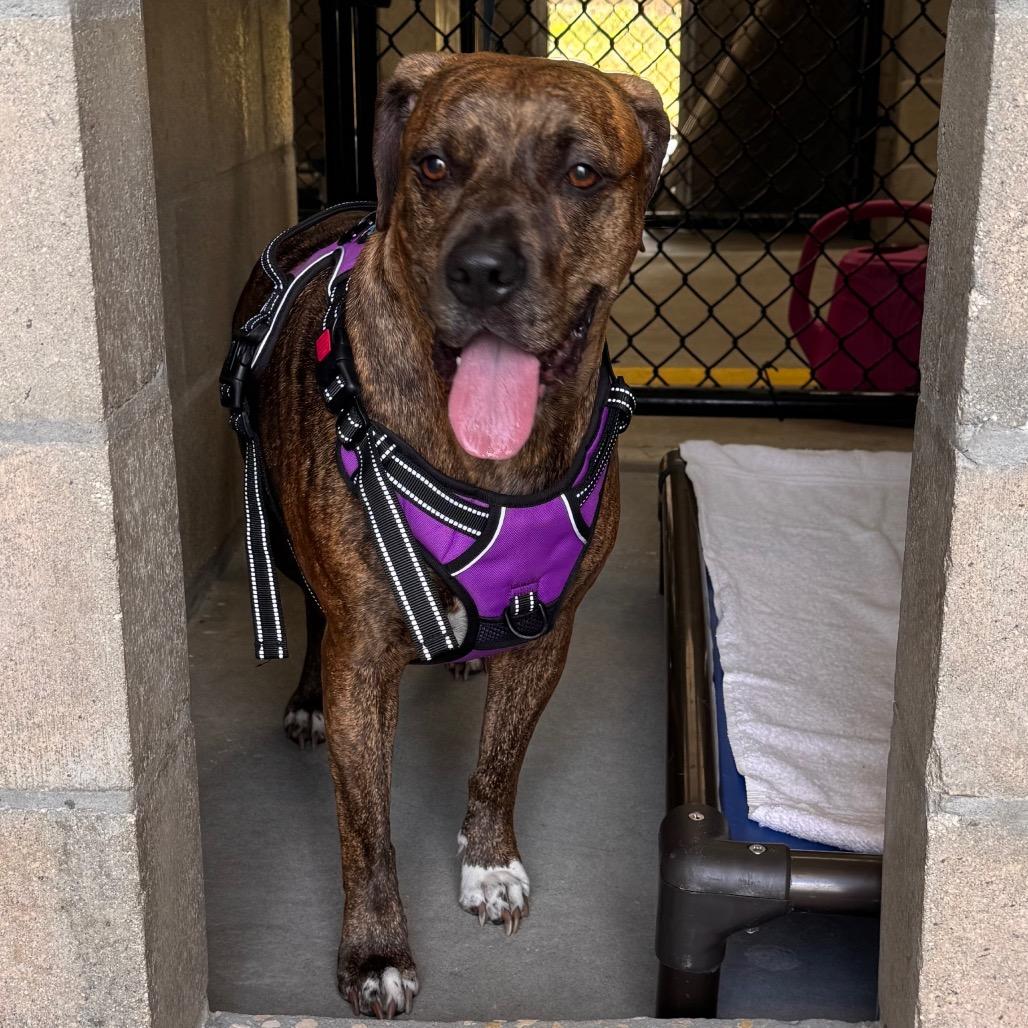 Coco, a Adoptable mixed breed in Clearwater, FL image 3/6
