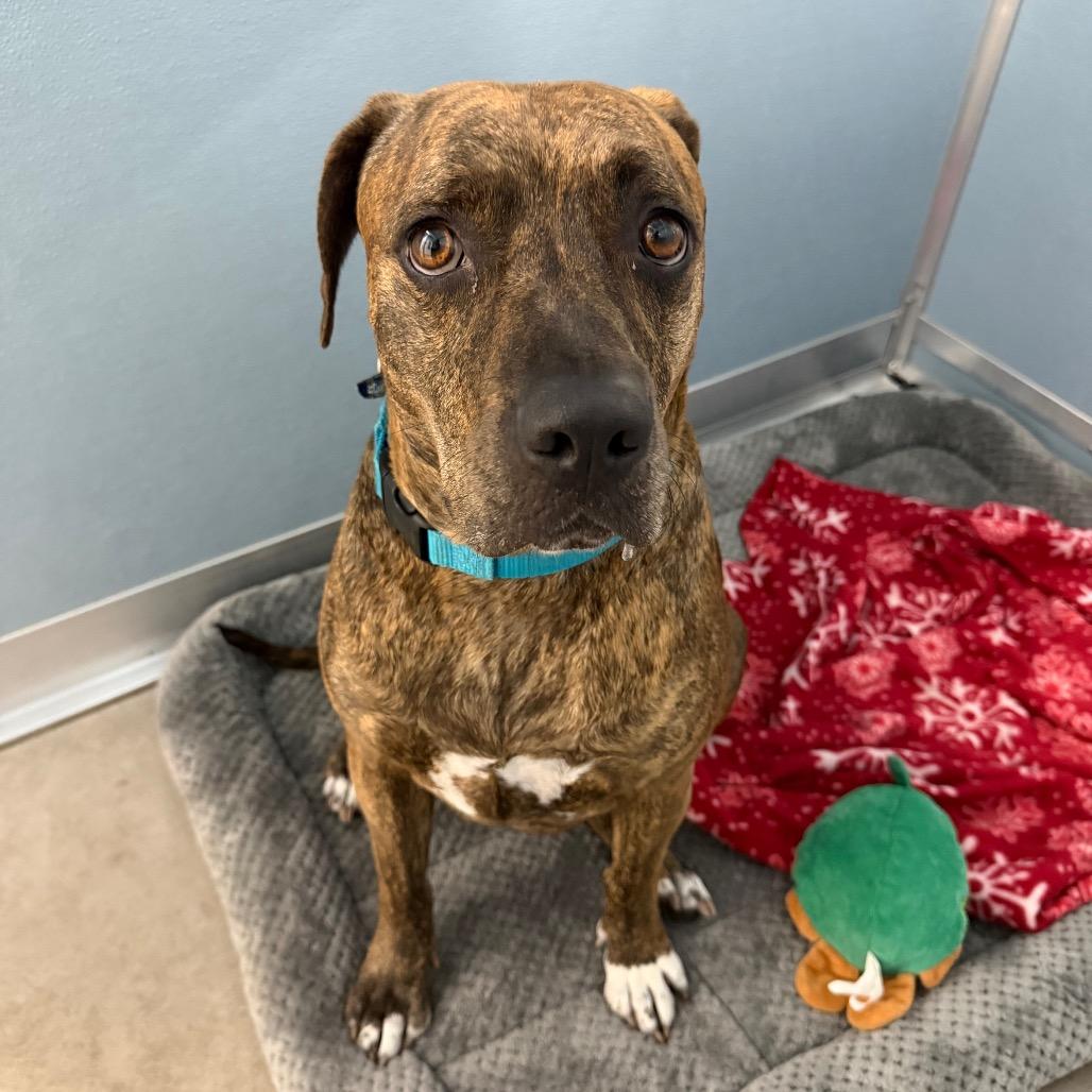Coco, a Adoptable mixed breed in Clearwater, FL image 4/6