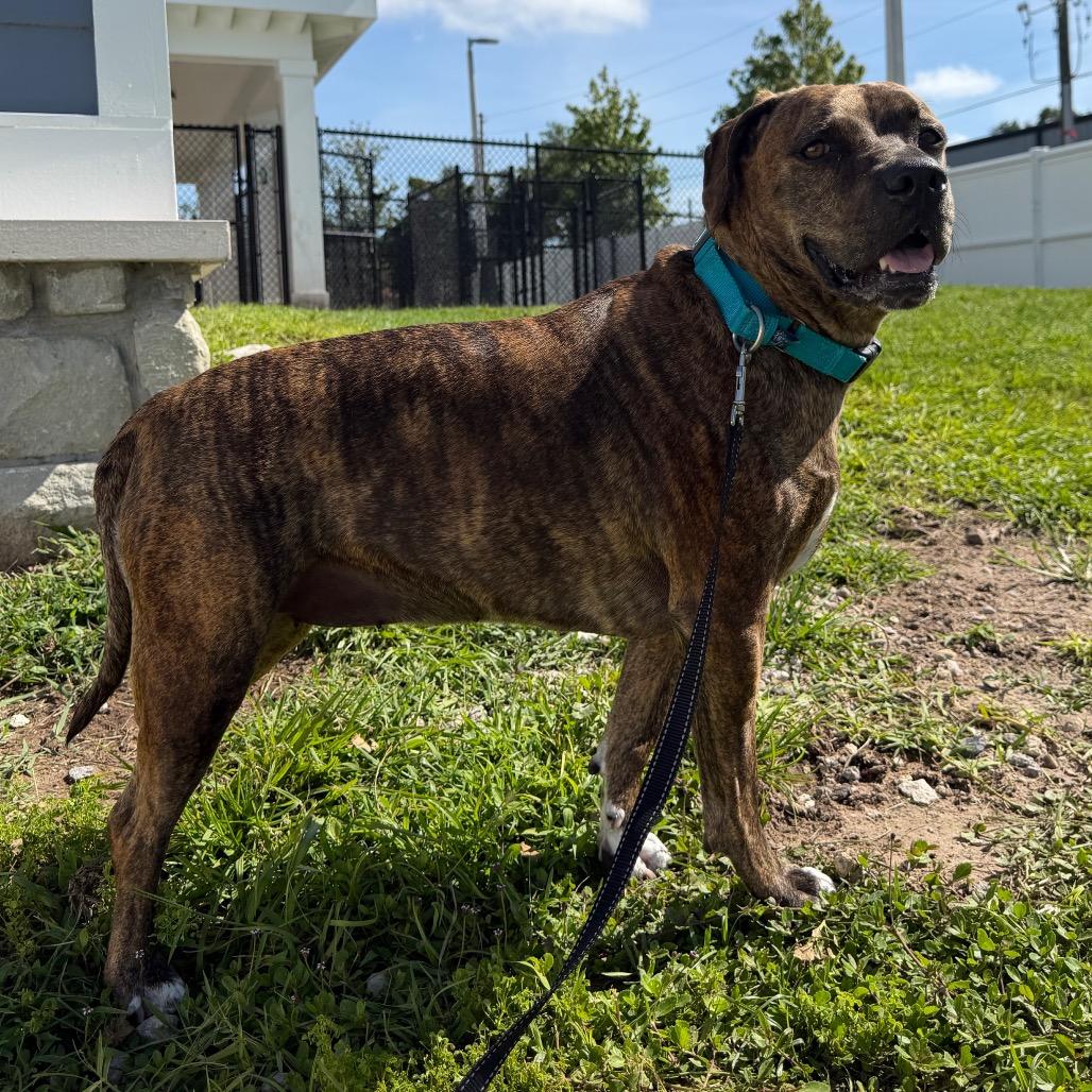 Coco, a Adoptable mixed breed in Clearwater, FL image 5/6