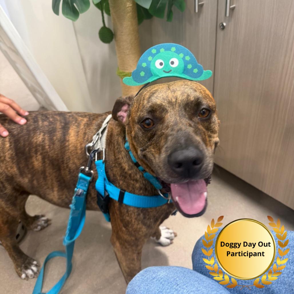 Coco, a Adoptable mixed breed in Clearwater, FL image 6/6