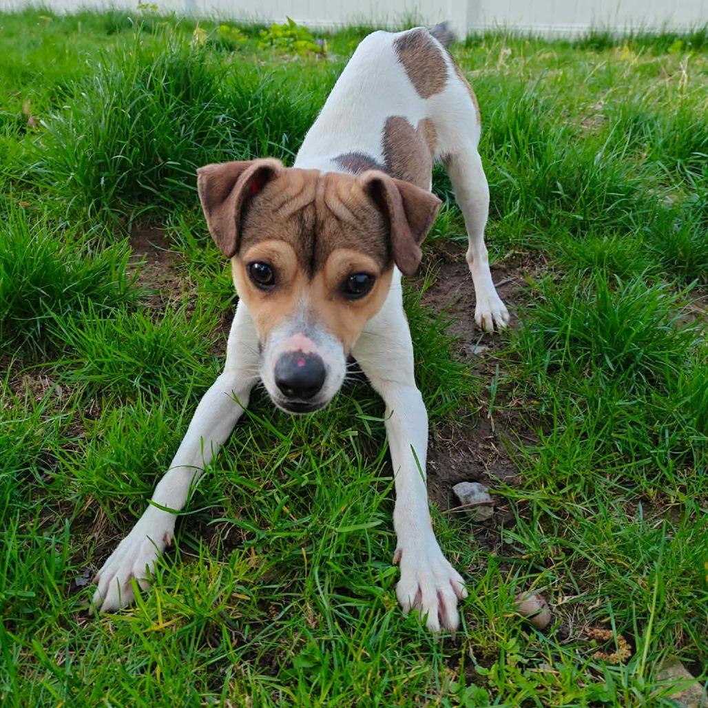 Ralphie, a ADOPTABLE Jack Russell Terrier in Woburn, MA image 2/3