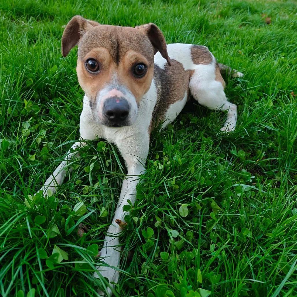 Ralphie, a ADOPTABLE Jack Russell Terrier in Woburn, MA image 1/3