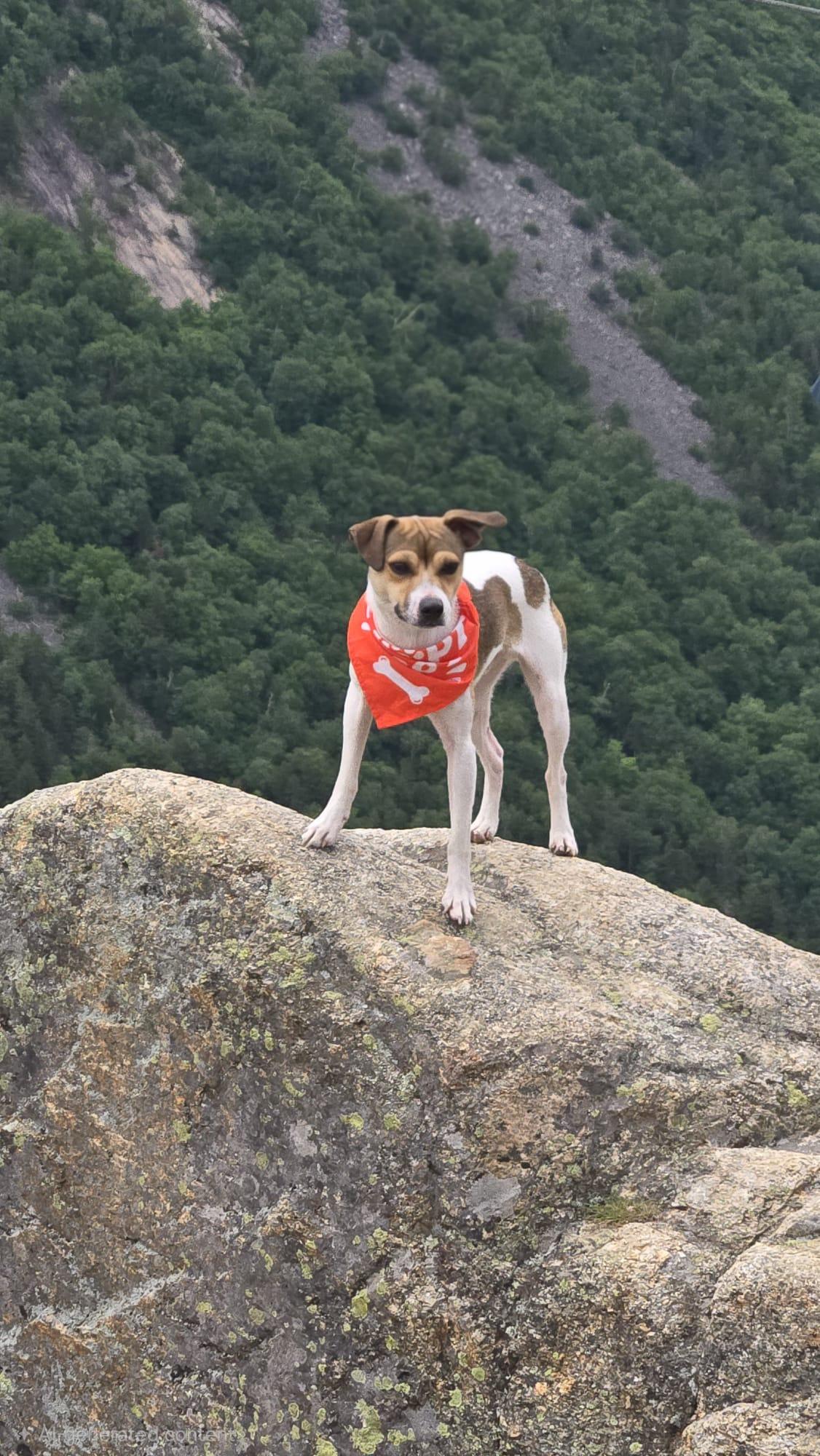 Ralphie, ADOPTABLE, Young Male Jack Russell Terrier.