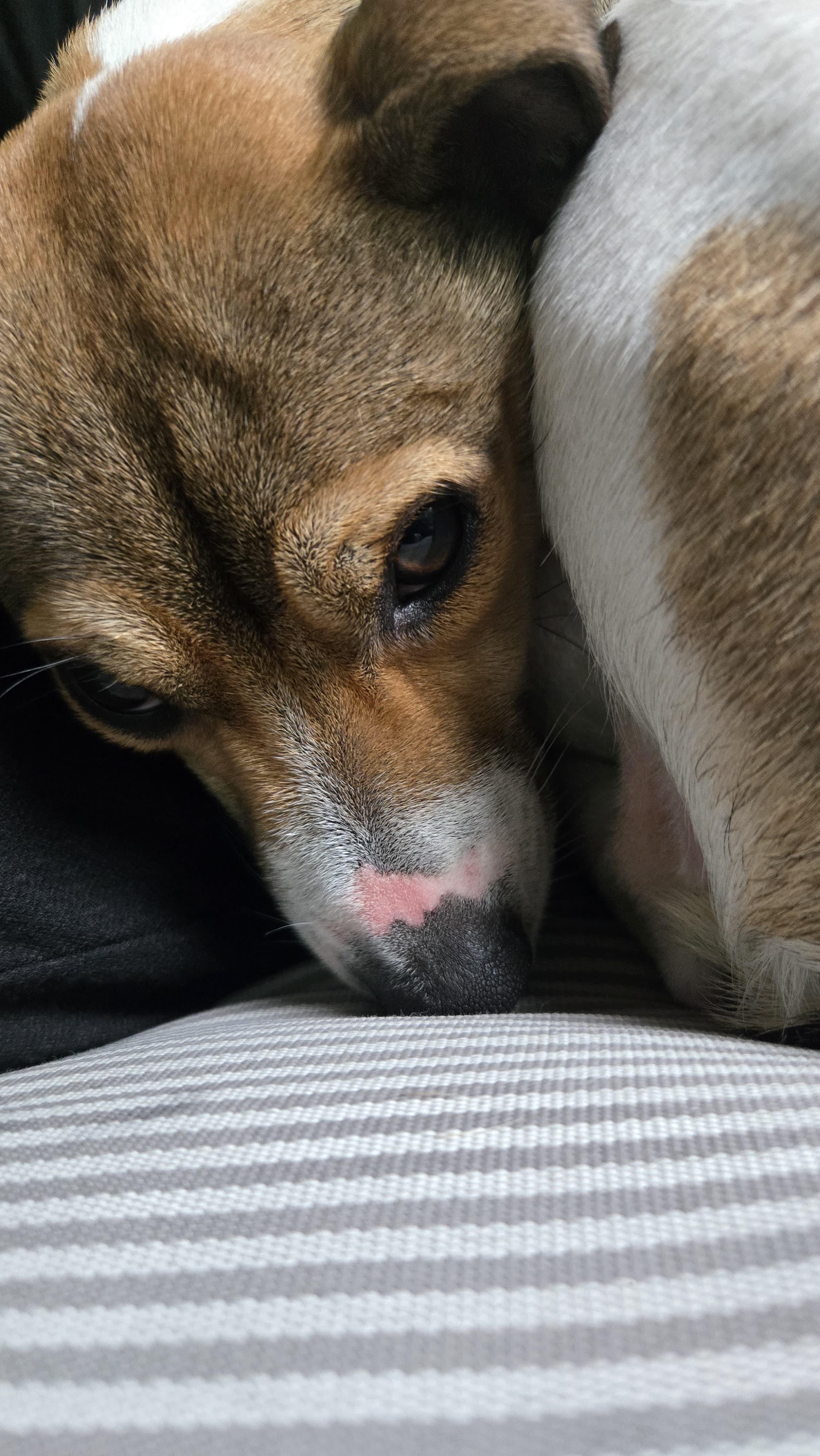 Enlarge Ralphie, a ADOPTABLE Jack Russell Terrier in Woburn, MA image 5/5