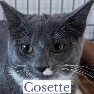 Cosette, an adopted Domestic Short Hair in Berkeley Springs, WV image 3/3