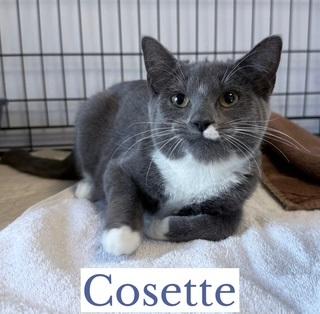 Cosette, an adopted Domestic Short Hair in Berkeley Springs, WV image 1/3