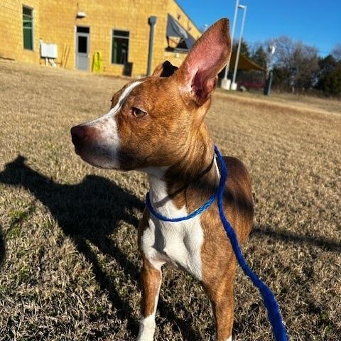 Andromeda, Adoptable, Puppy Female Pit Bull Terrier.