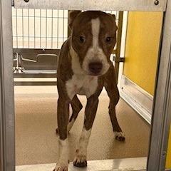 Enlarge Andromeda, a Adoptable Pit Bull Terrier in Norman, OK image 1/1