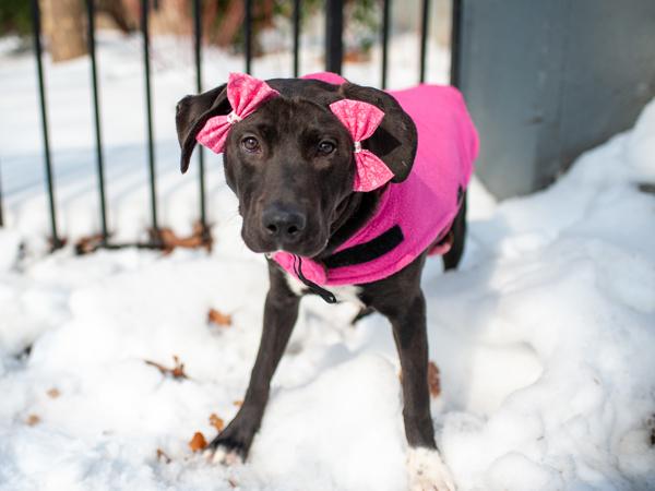 Manchita — thumbnail 3