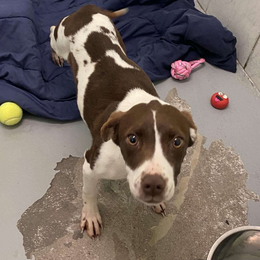 Enlarge Busy, a Adoptable Mixed Breed in Charleston, WV image 1/2