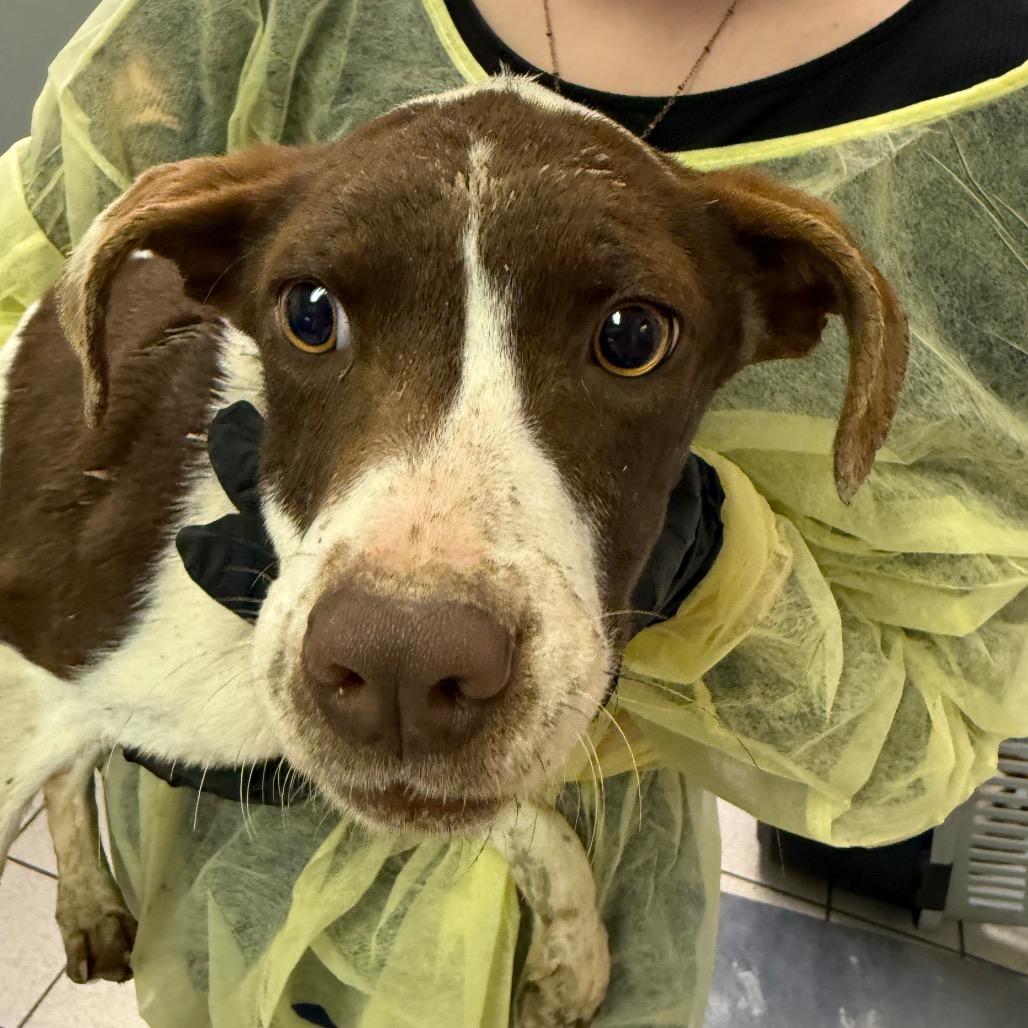 Enlarge Busy, a Adoptable Mixed Breed in Charleston, WV image 2/2