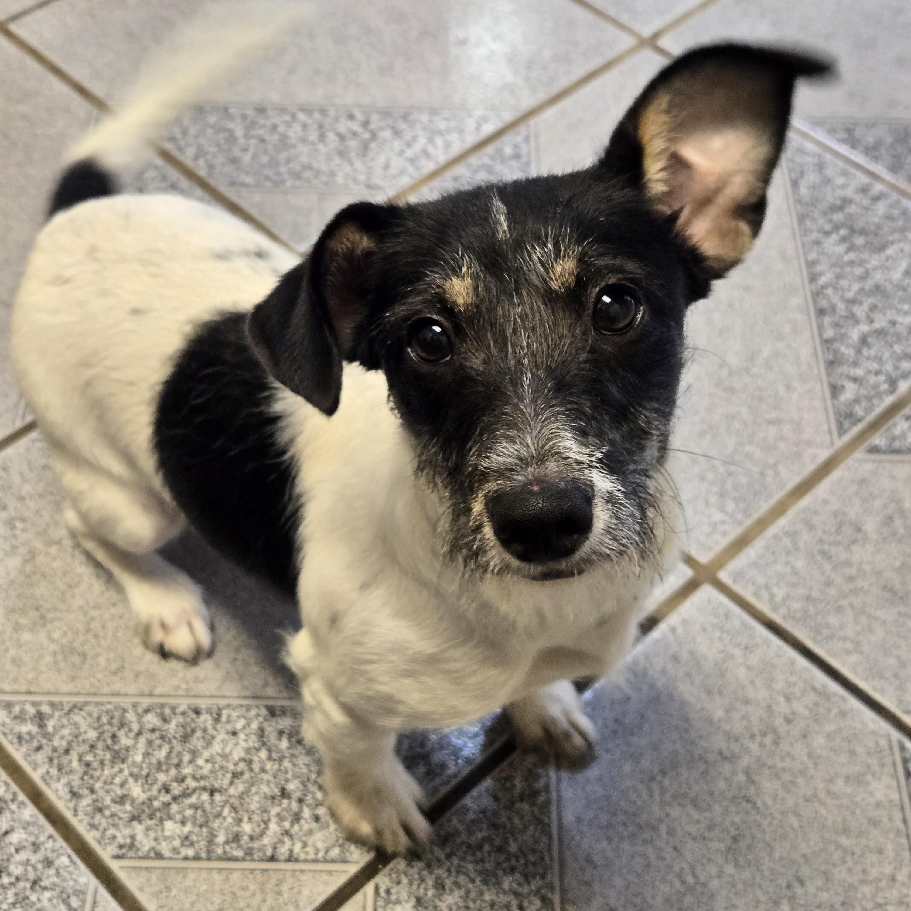 Enlarge Sprig, a Adoptable mixed breed in Normal, IL image 2/4