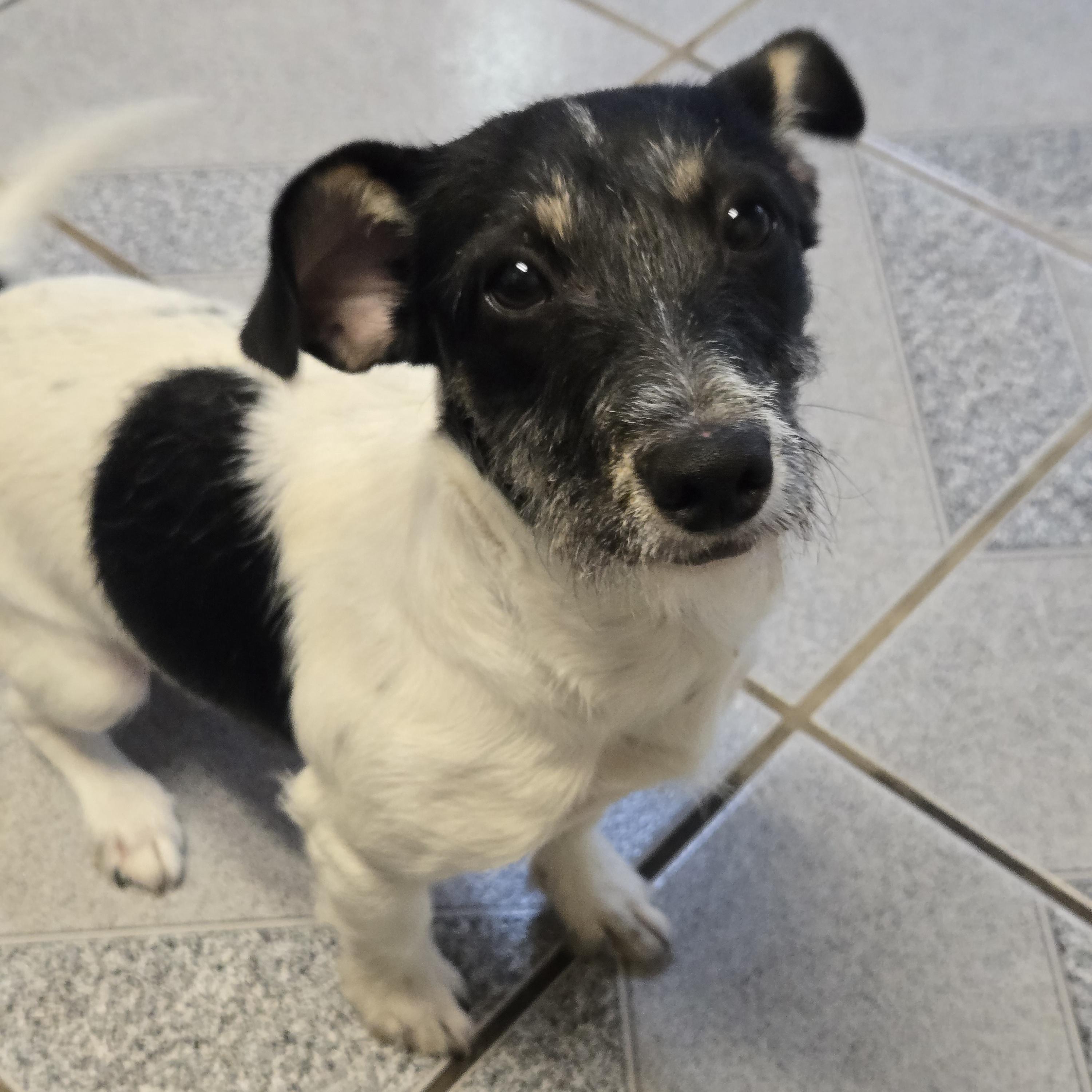 Enlarge Sprig, a Adoptable mixed breed in Normal, IL image 3/4