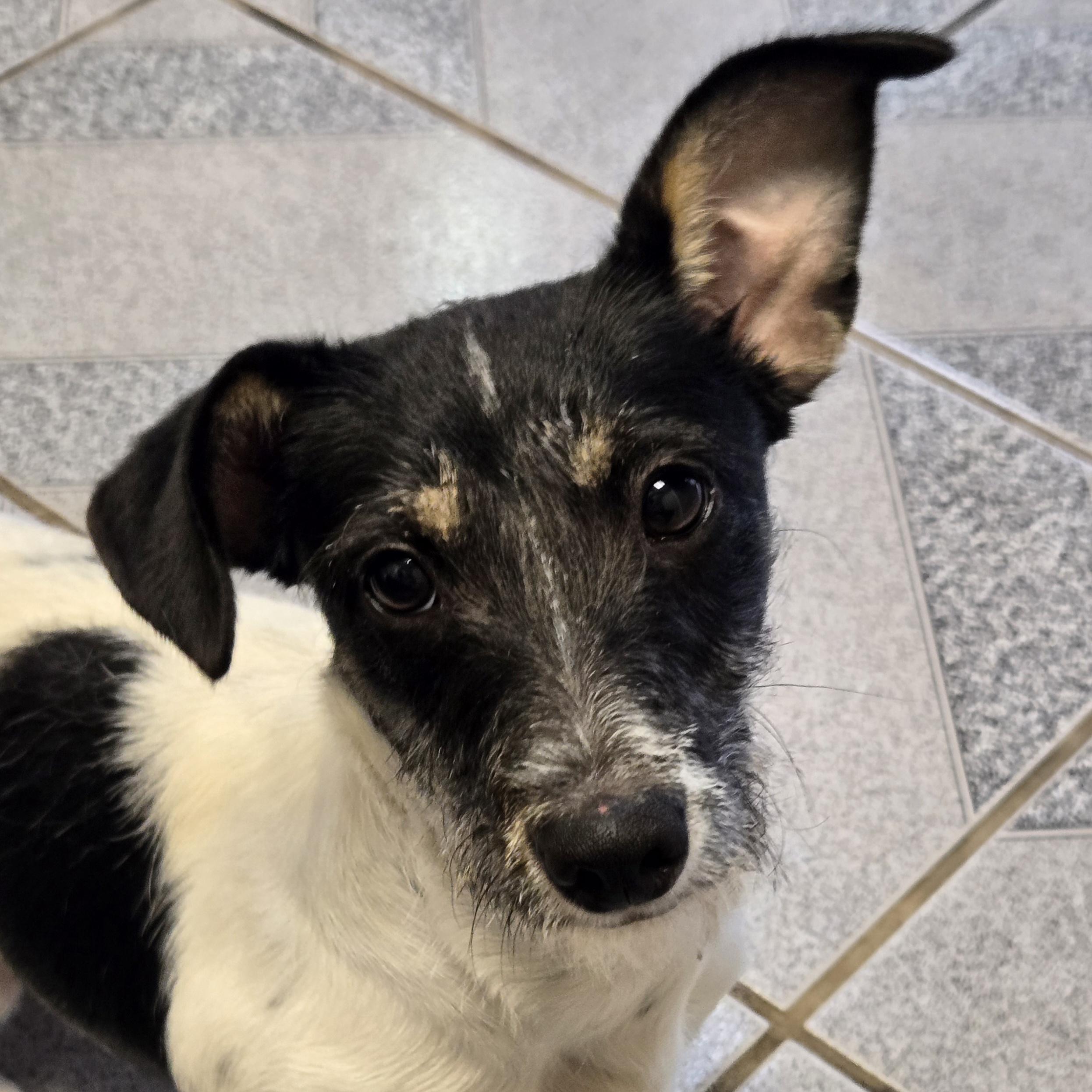 Enlarge Sprig, a Adoptable mixed breed in Normal, IL image 1/4