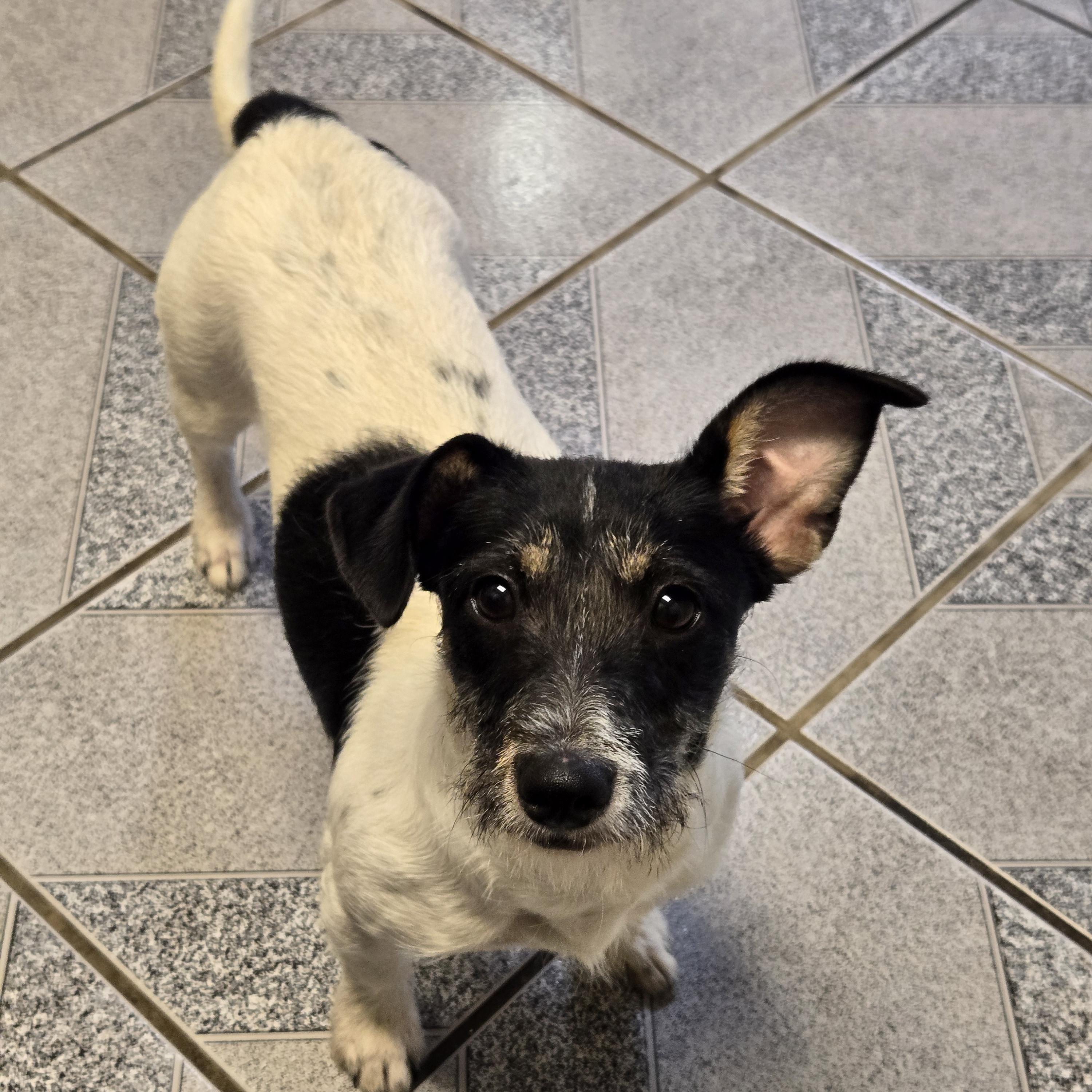 Enlarge Sprig, a Adoptable mixed breed in Normal, IL image 4/4